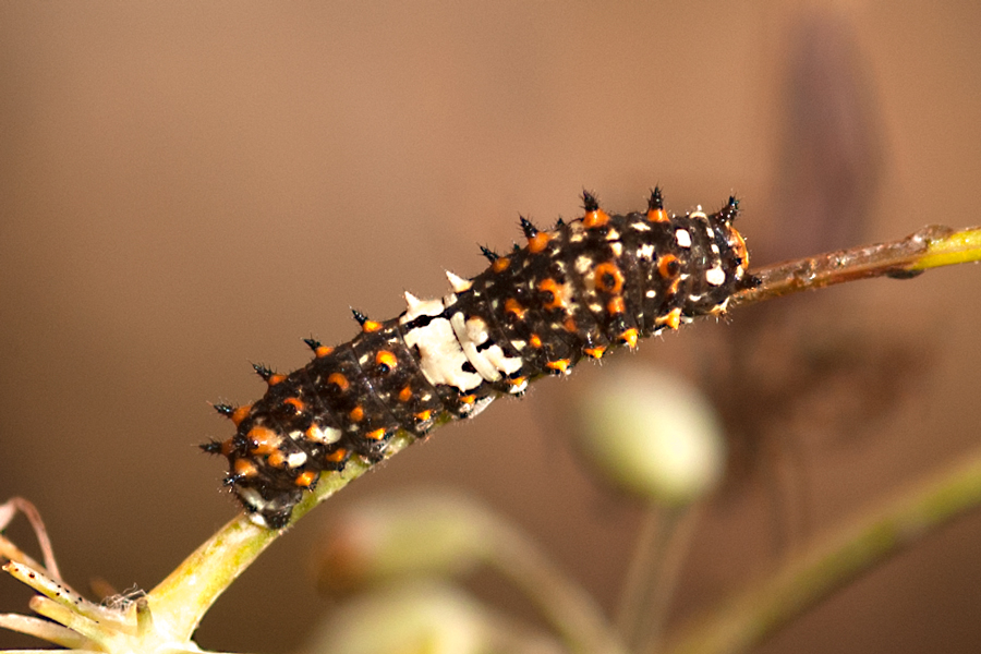 Anise Swallowtail larva - Papilio zelicaon