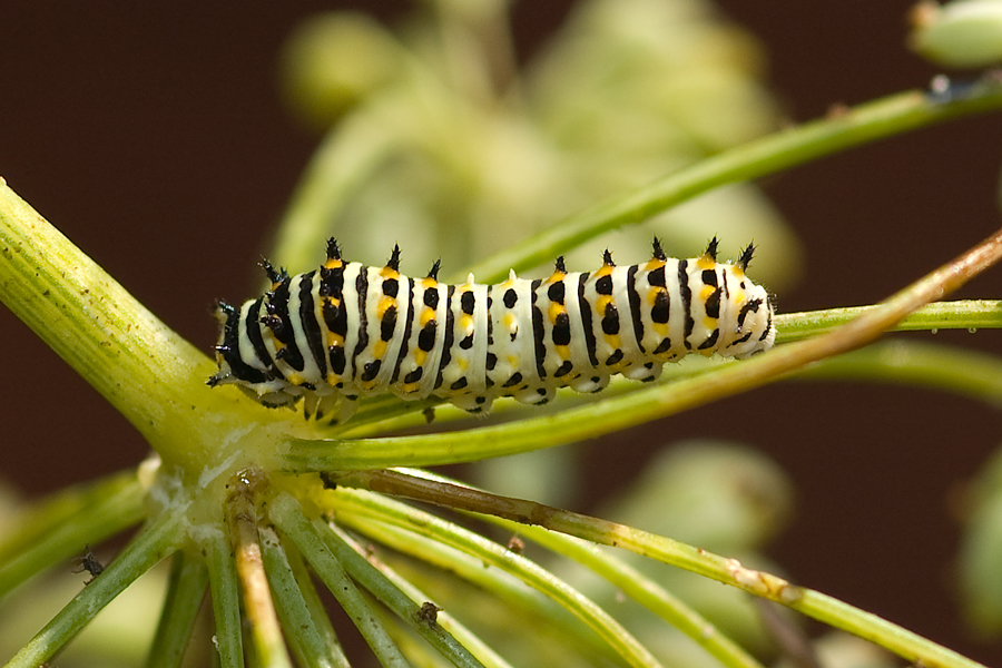 Anise Swallowtail larva - Papilio zelicaon
