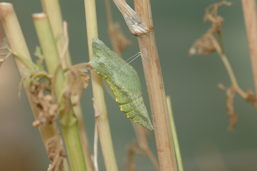 Anise Swallowtail larva - Papilio zelicaon