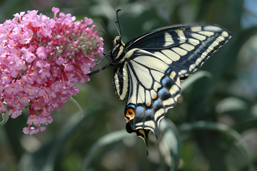 Anise Swallowtail - Papilio zelicaon