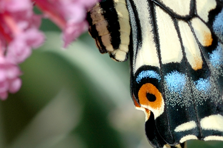 Anise Swallowtail - Papilio zelicaon