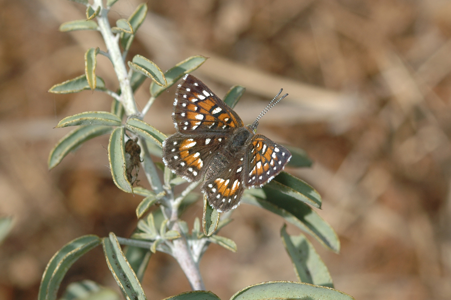 Apodemia virgulti arenaria
