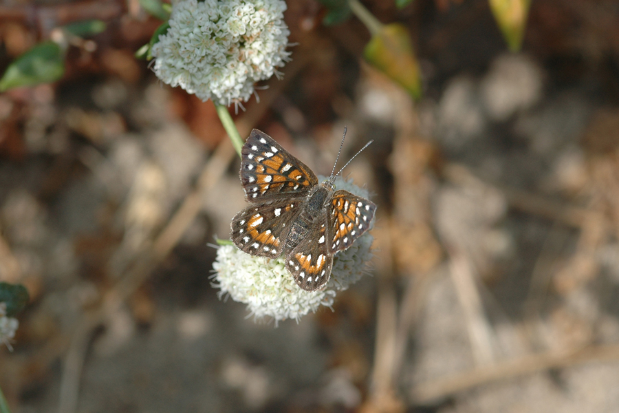Apodemia virgulti arenaria