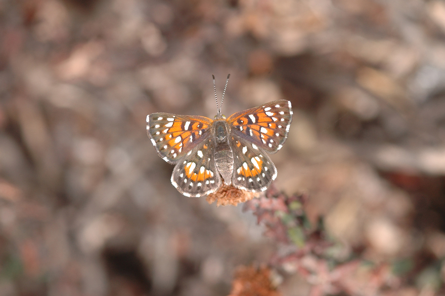 Apodemia virgulti or dialeuca arenaria
