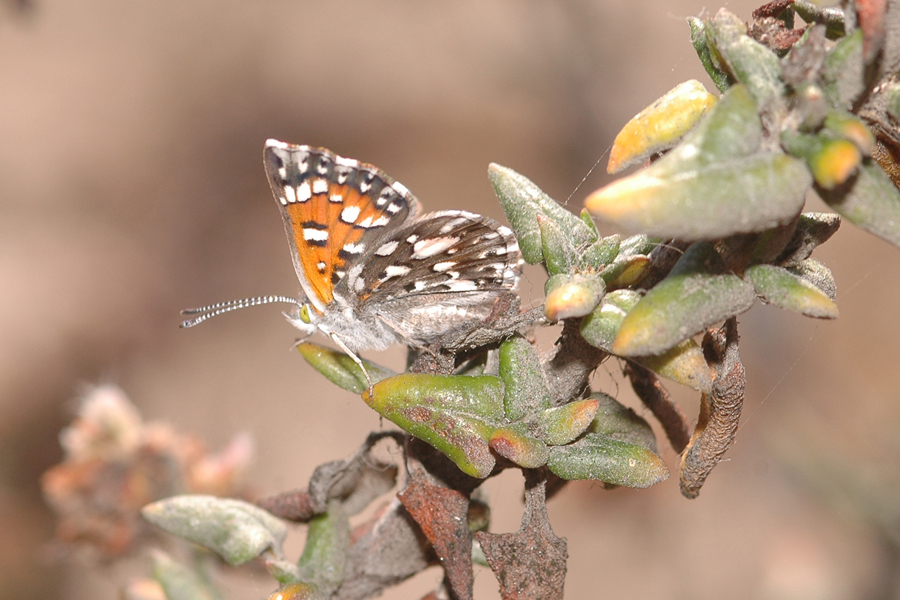 Apodemia virgulti arenaria