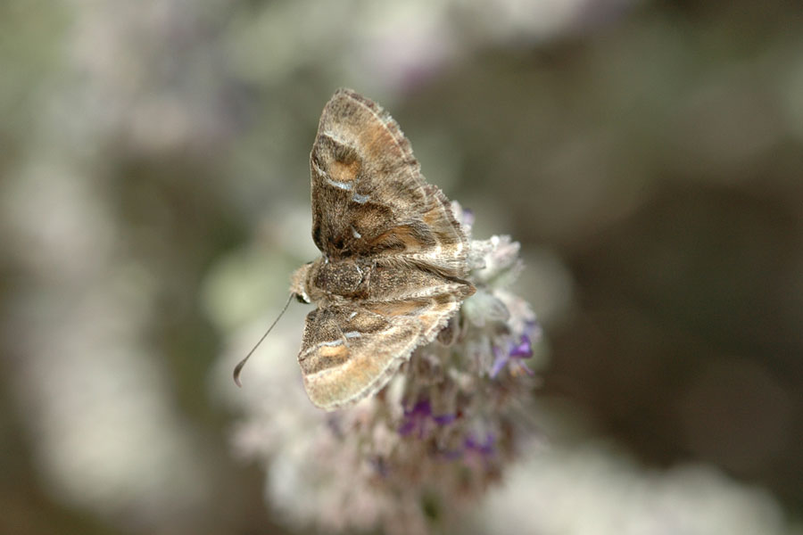 Systasea zampa - Arizona Powdered Skipper