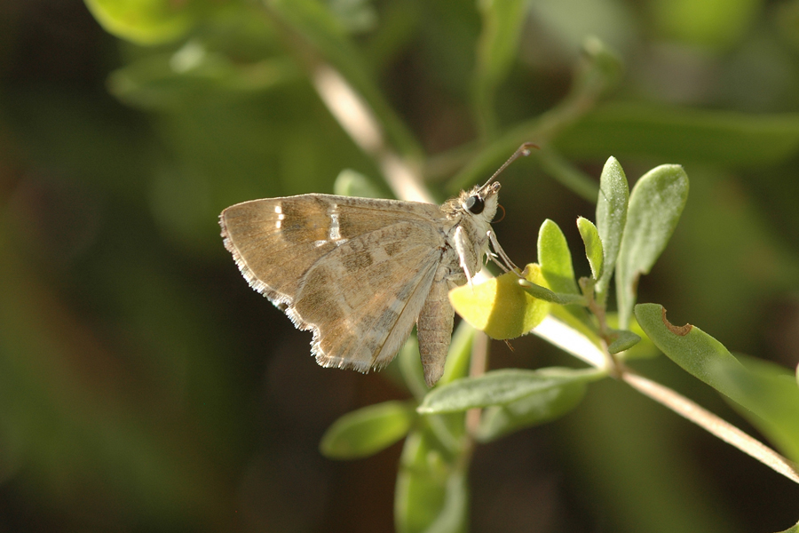 Systasea zampa - Arizona Powdered Skipper