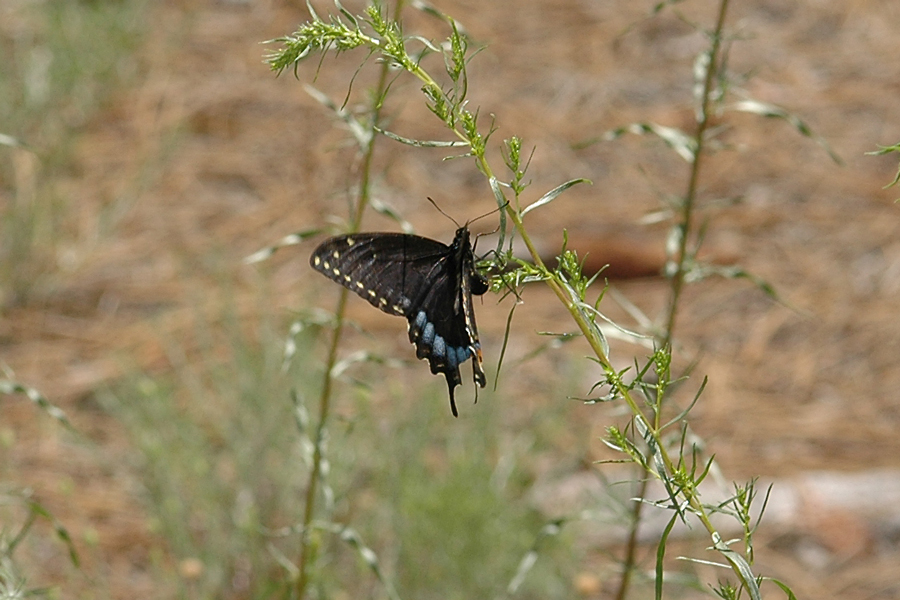 Baird's Swallowtail - Papilio bairdii
