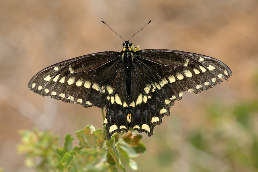 Baird's Swallowtail - Papilio bairdii