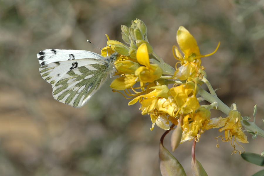 Becker's White - Pontia beckerii