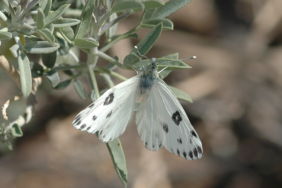 Becker's White - Pontia beckerii