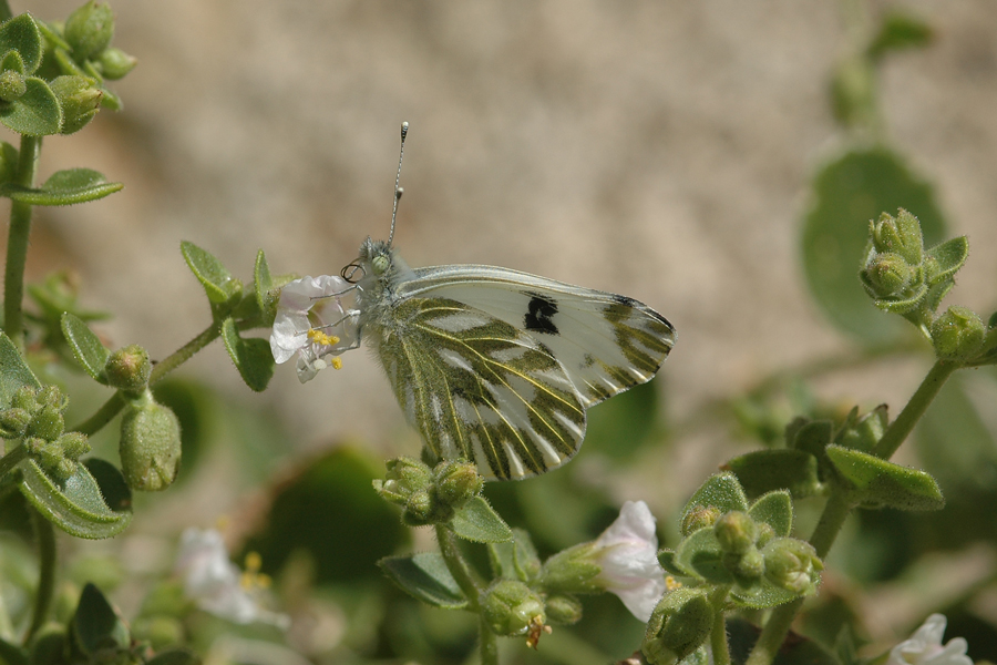 Becker's White - Pontia beckerii