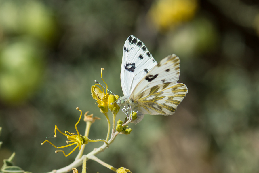 Ovipositing female Becker's White butterfly - Pontia beckerii