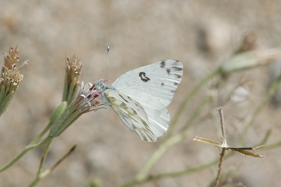 Becker's White - Pontia beckerii