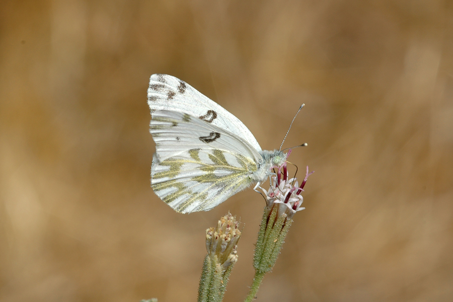 Becker's White - Pontia beckerii