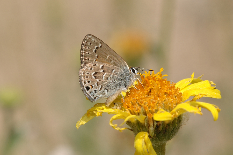 Satyrium behrii behrii - Behr's Hairstreak