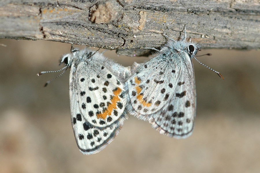 Euphilotes bernardino bernardino - Bernardino Blue