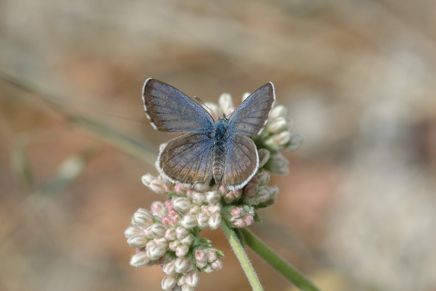 Euphilotes bernardino bernardino Bernardino Blue