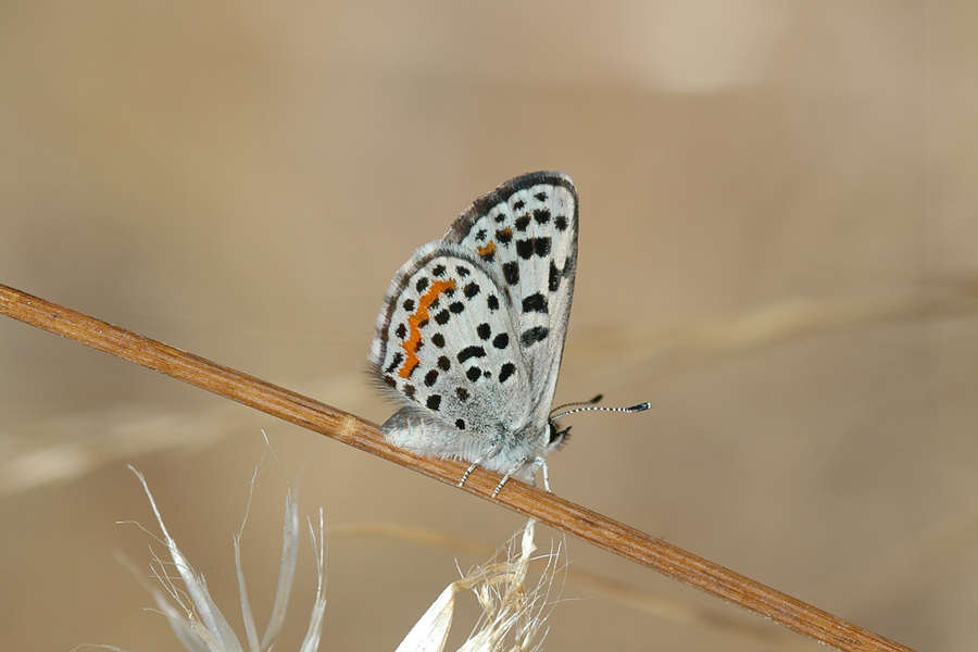 Euphilotes bernardino bernardino - Bernardino Blue
