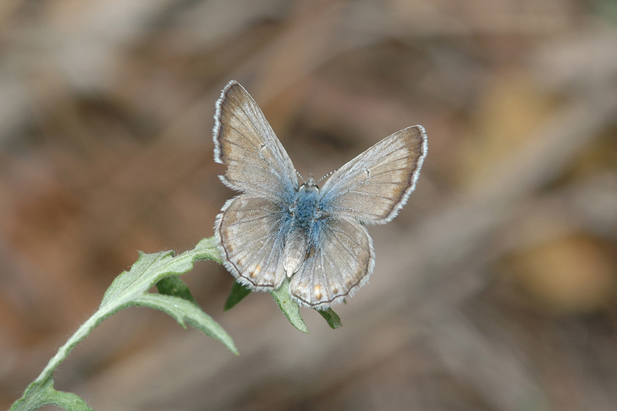 Plebejus icarioides evius - 'Evius' Boisduval's Blue