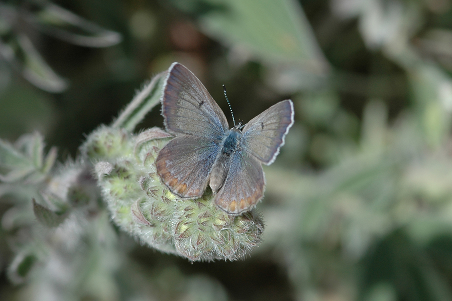 Plebejus icarioides evius - 'Evius' Boisduval's Blue