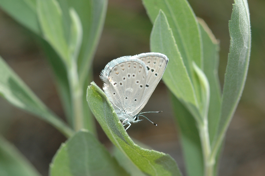 Plebejus icarioides evius - 'Evius' Boisduval's Blue