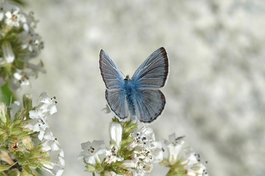 Plebejus icarioides evius - 'Evius' Boisduval's Blue