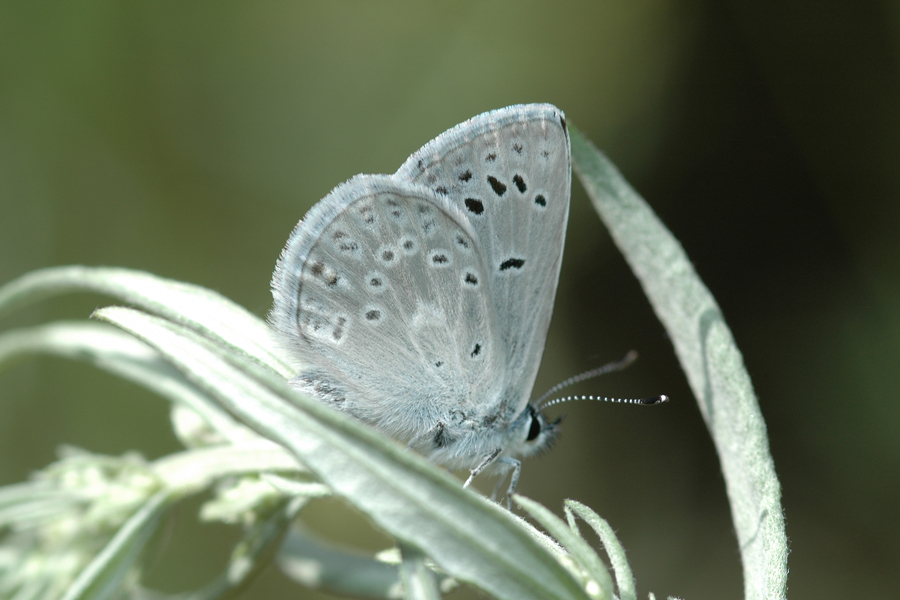 Plebejus icarioides evius - 'Evius' Boisduval's Blue