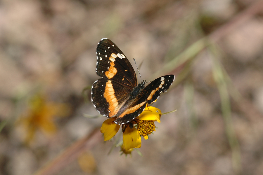 Chlosyne lacinia - Bordered Patch