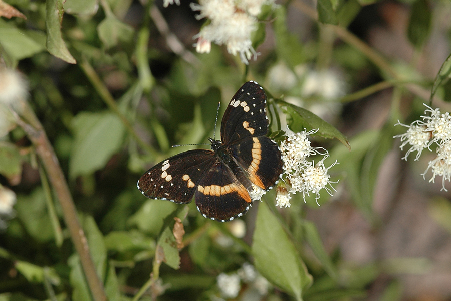 Chlosyne lacinia - Bordered Patch