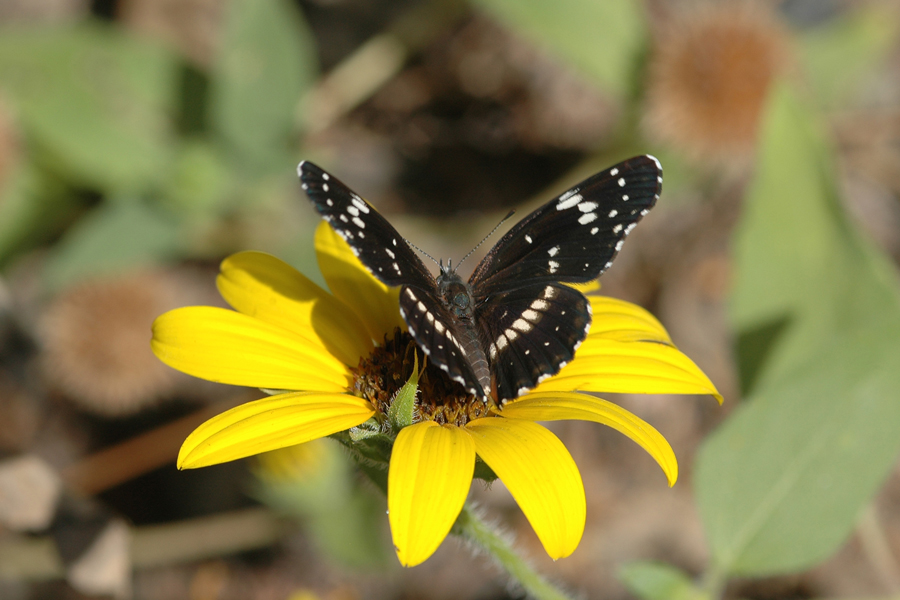 Chlosyne lacinia - Bordered Patch