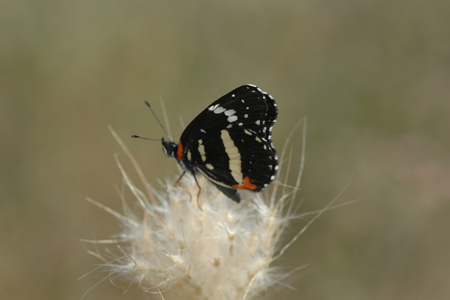 Chlosyne lacinia - Bordered Patch