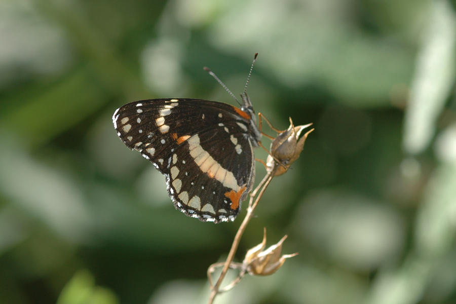 Chlosyne lacinia - Bordered Patch