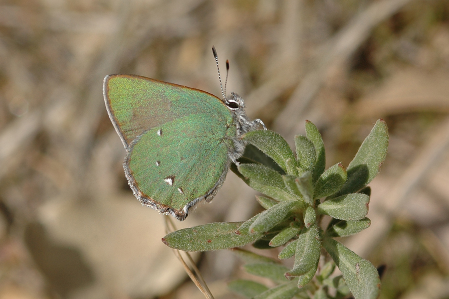 Callophrys perplexa perplexa - Perplexing Hairstreak