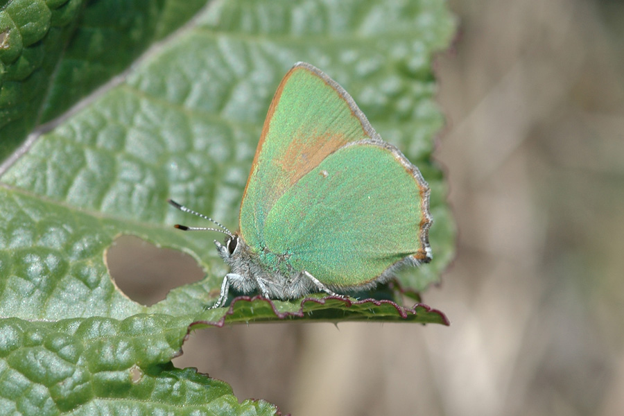 Callophrys perplexa perplexa - Perplexing Hairstreak