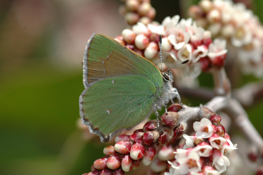 Callophrys perplexa perplexa - Perplexing Hairstreak