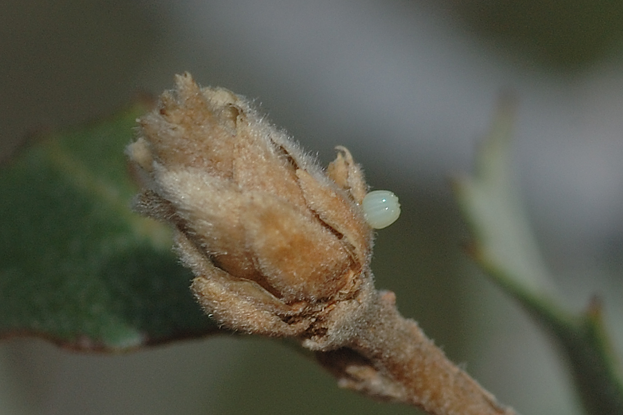 Egg of Sleepy Duskywing - Erynnis brizo lacustra