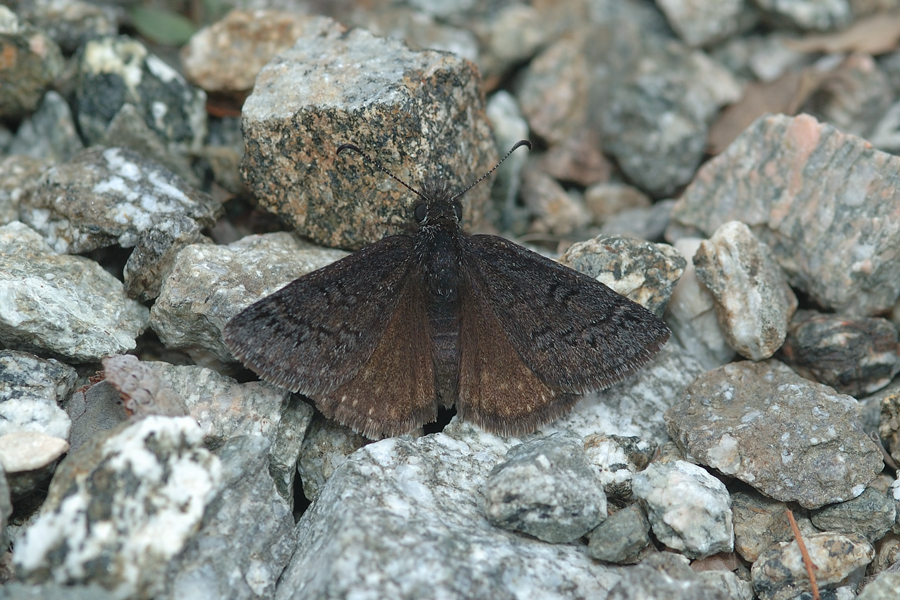 Sleepy Duskywing - Erynnis lacustra