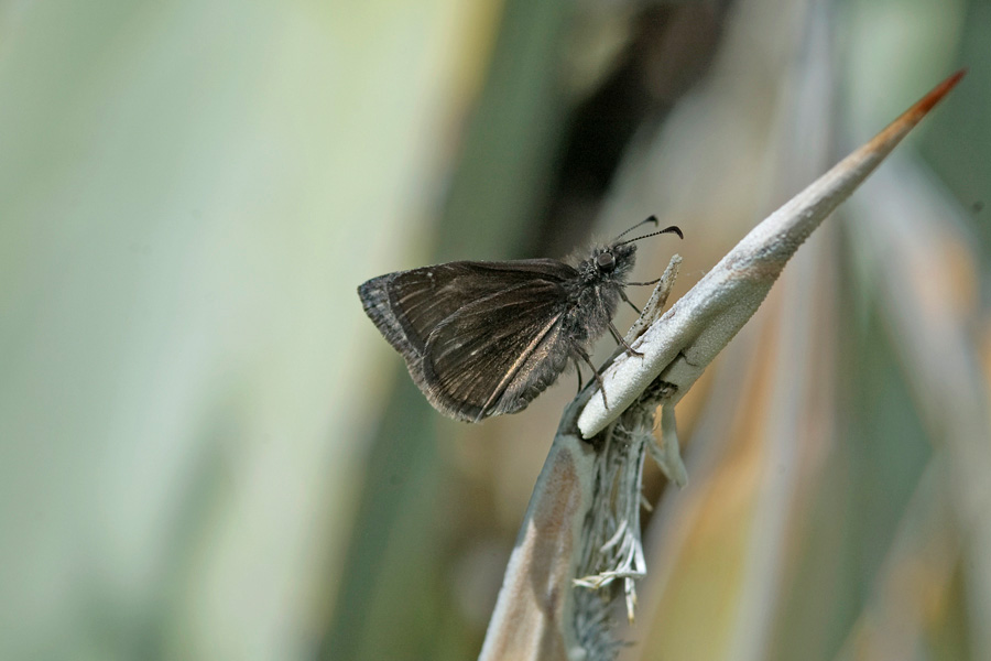 Sleepy Duskywing - Erynnis lacustra