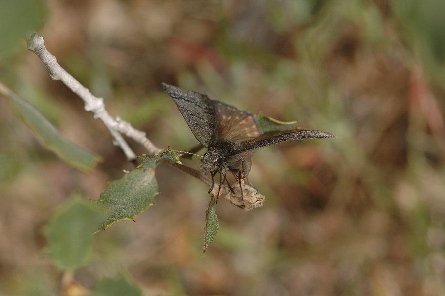 Sleepy Duskywing - Erynnis lacustra ovipositing