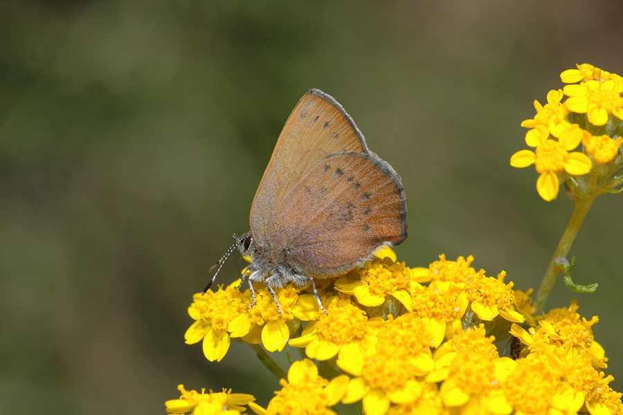 Callophrys augustinus iroides - Western Brown Elfin