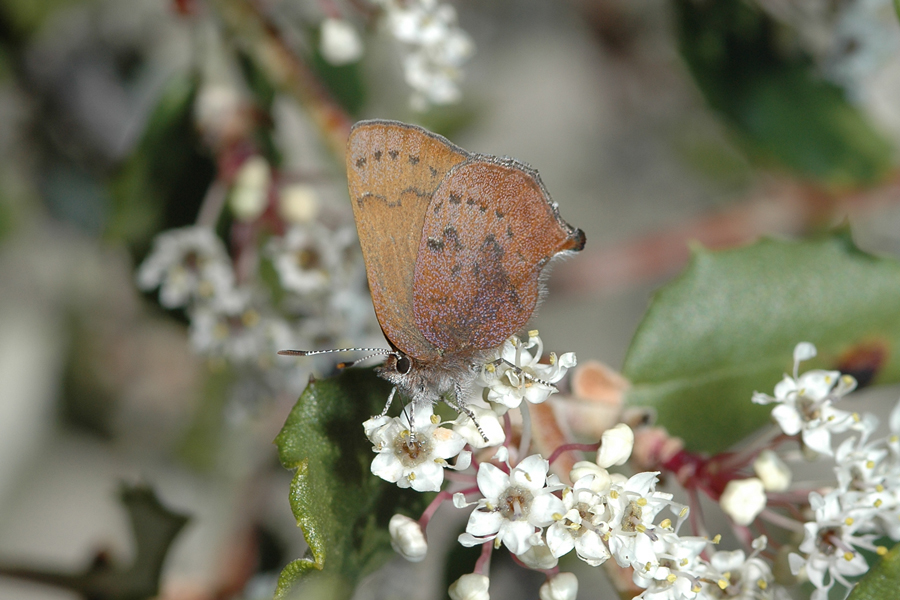 Callophrys augustinus iroides - Western Brown Elfin
