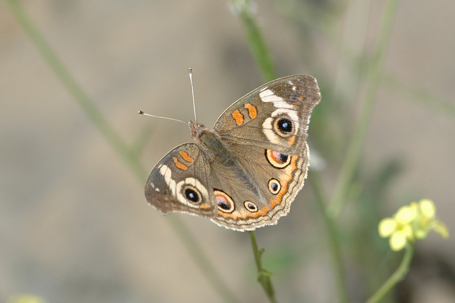 Junonia coenia grisea - Common Buckeye