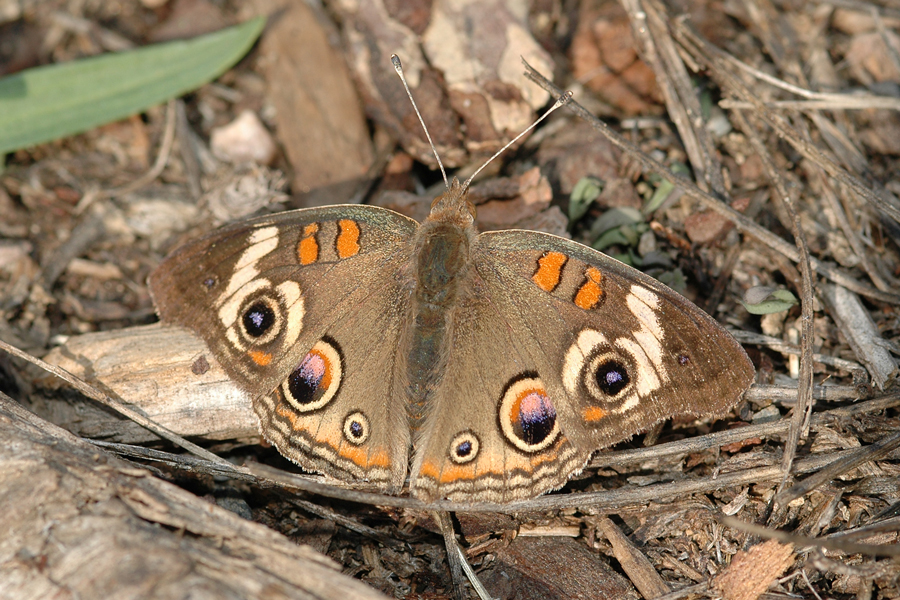 Junonia coenia grisea - Common Buckeye