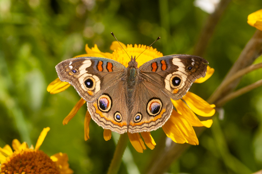 Junonia (coenia) grisea - Common Buckeye
