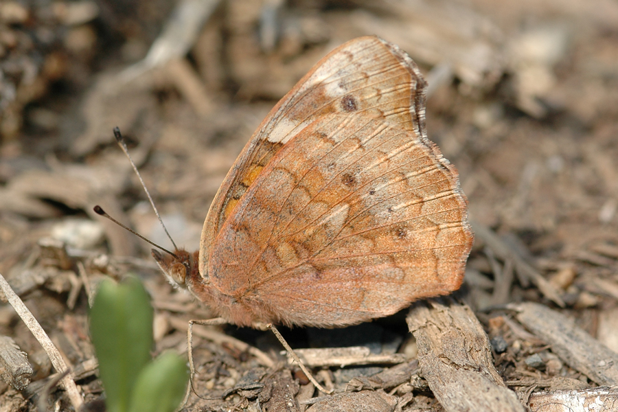 Junonia grisea - Common Buckeye