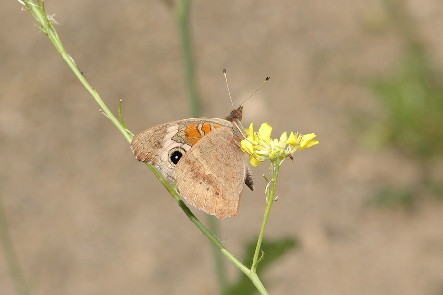 Junonia coenia grisea - Common Buckeye