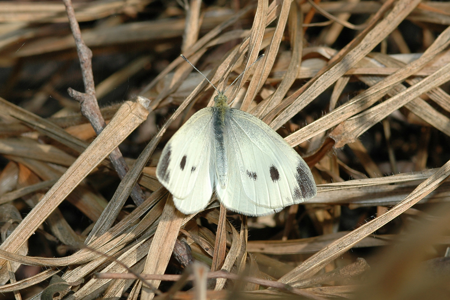 Female Pieris rapae - Cabbage White
