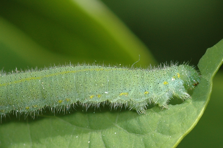 Larva of Pieris rapae - Cabbage White caterpillar