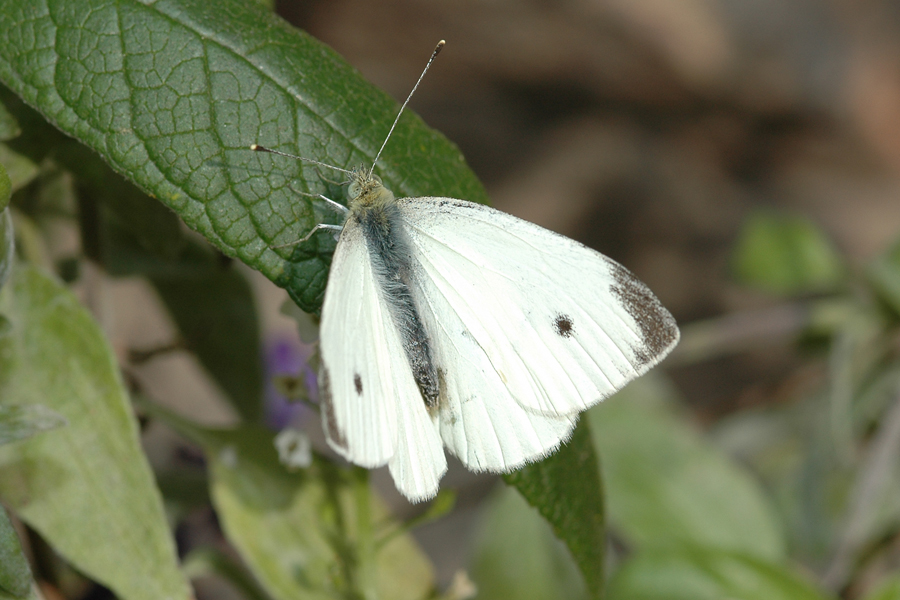 Male Pieris rapae - Cabbage White